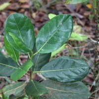 Aporosa latifolia Thwaites